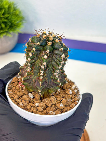 Gymnocalycium T-lux (gy16) (bb) | Special Hybrid cactus