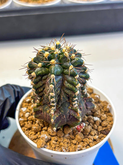 Gymnocalycium T-lux (gy16) (bb) | Special Hybrid cactus