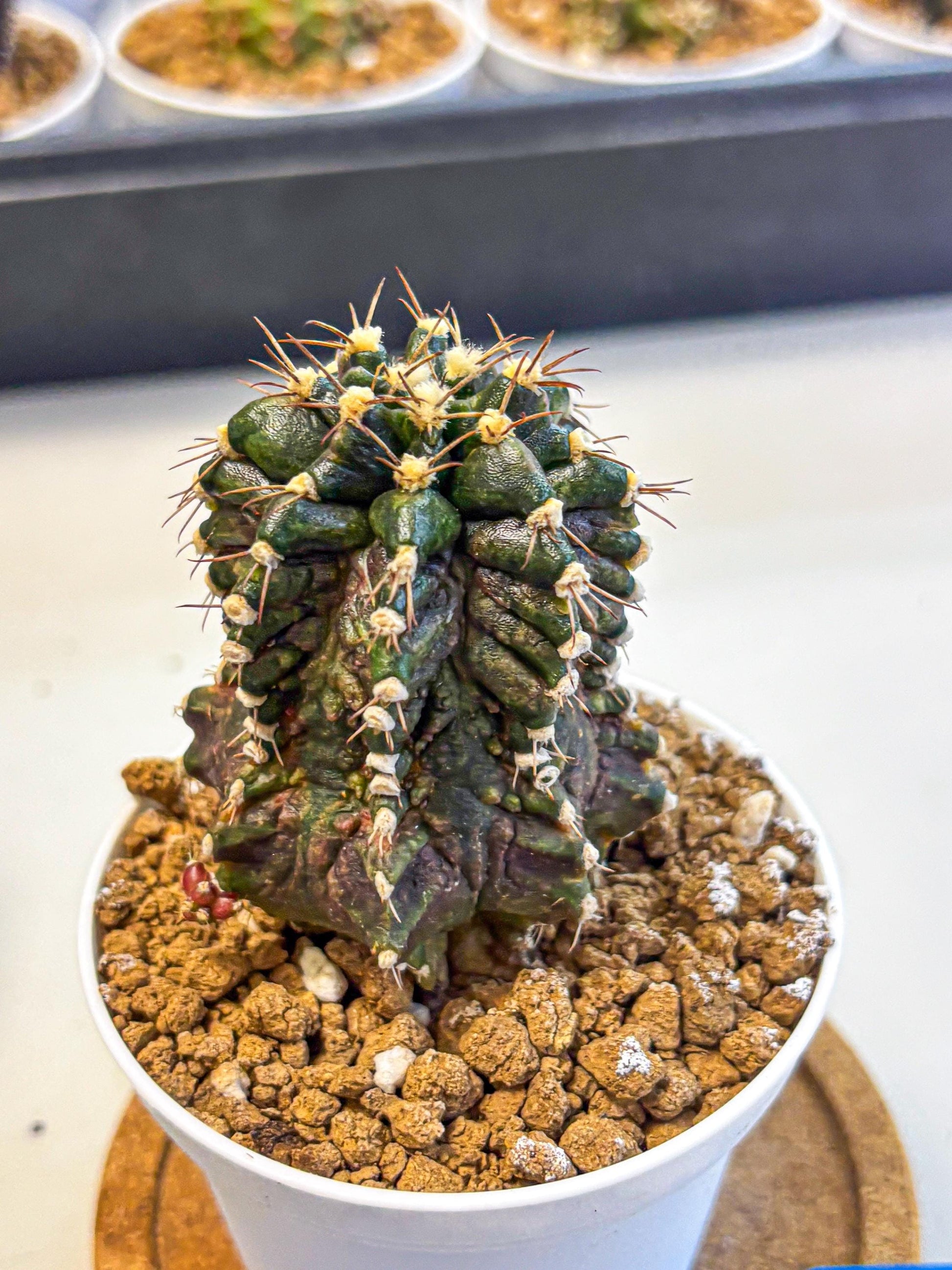 Gymnocalycium T-lux (gy16) (bb) | Special Hybrid cactus