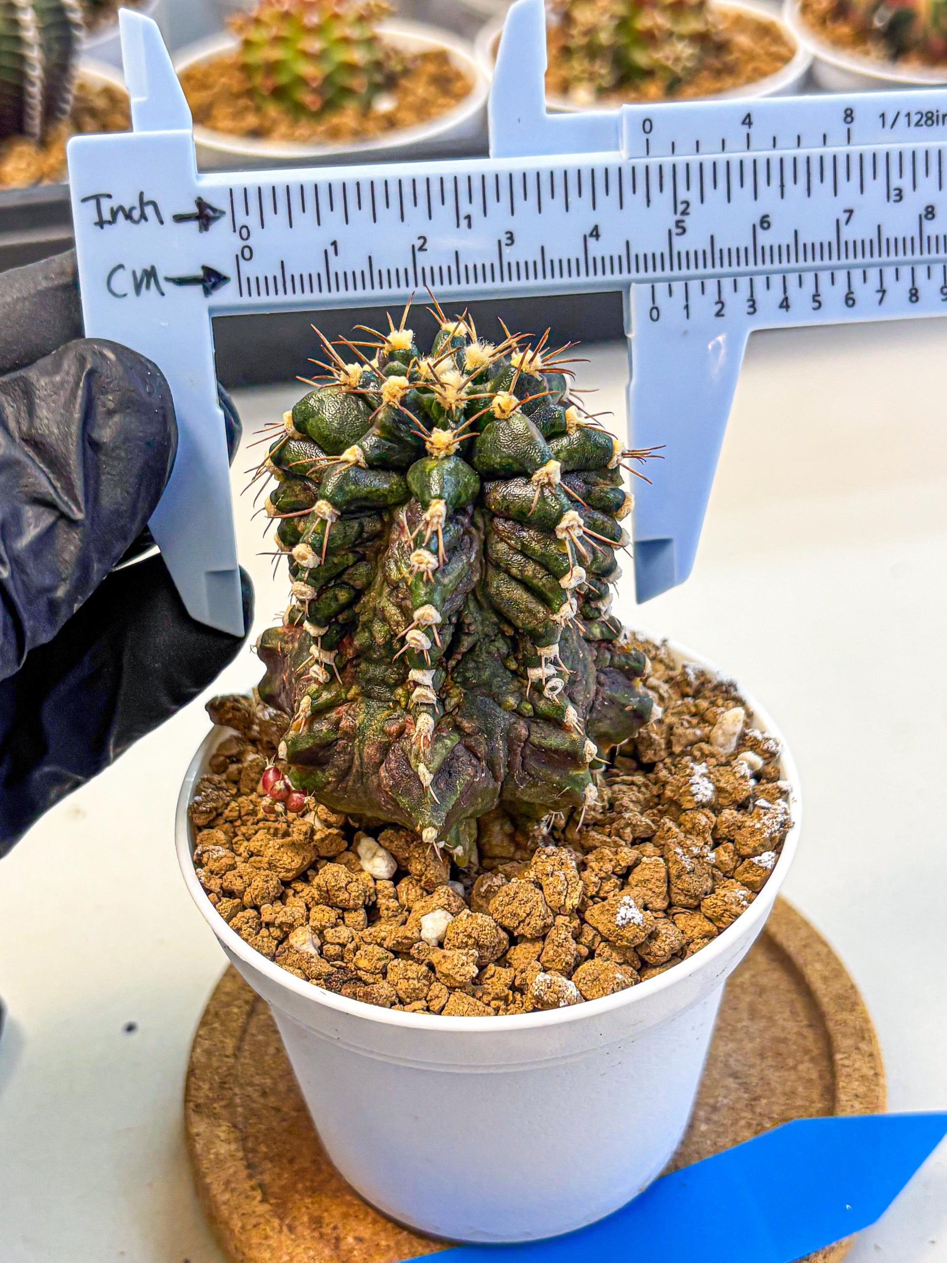 Gymnocalycium T-lux (gy16) (bb) | Special Hybrid cactus