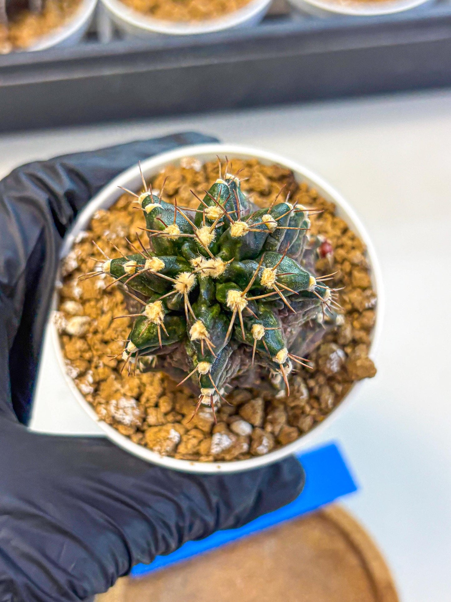 Gymnocalycium T-lux (gy16) (bb) | Special Hybrid cactus