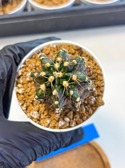 Gymnocalycium T-lux (gy16) (bb) | Special Hybrid cactus