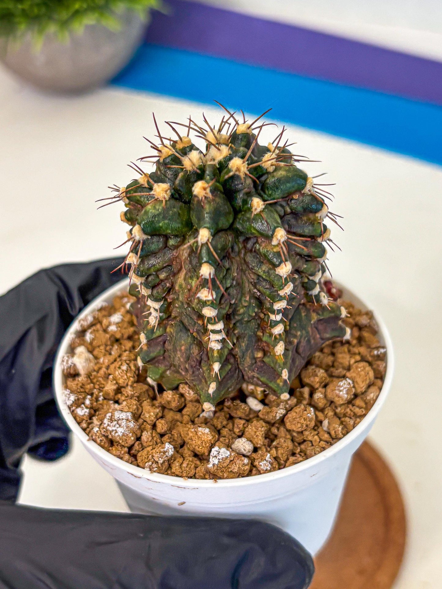 Gymnocalycium T-lux (gy16) (bb) | Special Hybrid cactus