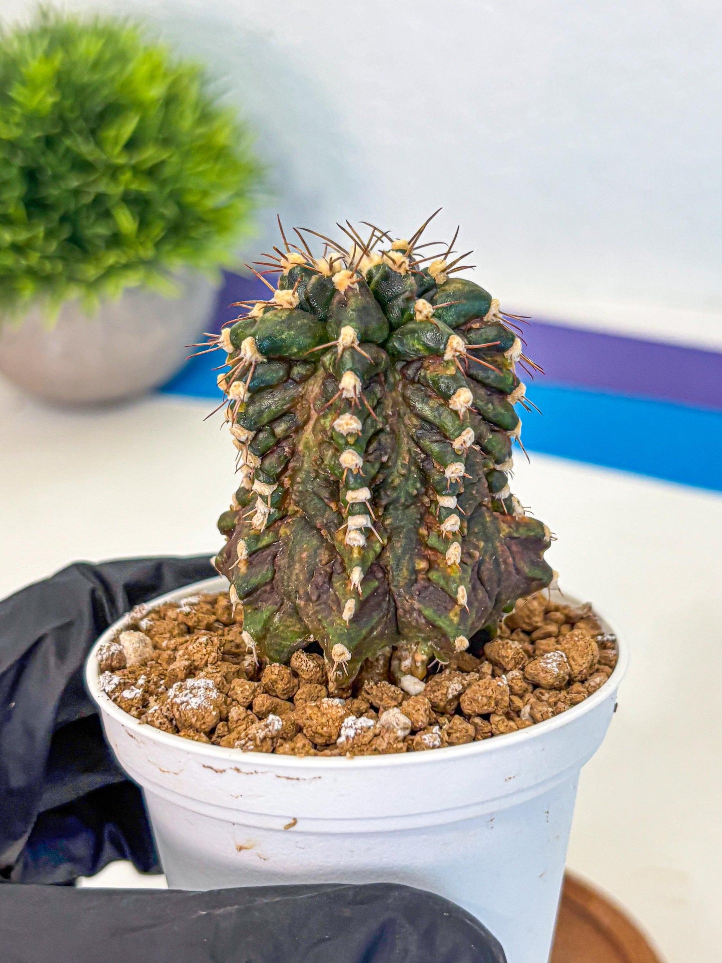 Gymnocalycium T-lux (gy16) (bb) | Special Hybrid cactus