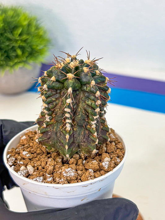 Gymnocalycium T-lux (gy16) (bb) | Special Hybrid cactus