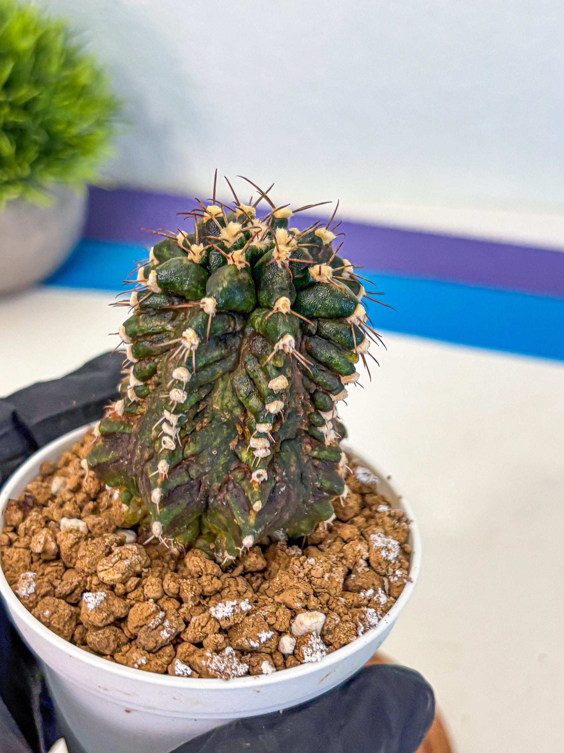 Gymnocalycium T-lux (gy16) (bb) | Special Hybrid cactus