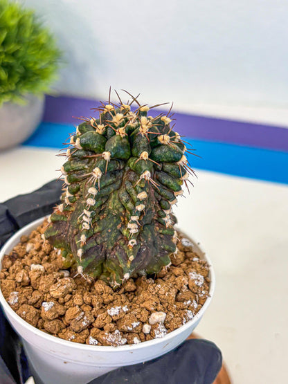 Gymnocalycium T-lux (gy16) (bb) | Special Hybrid cactus