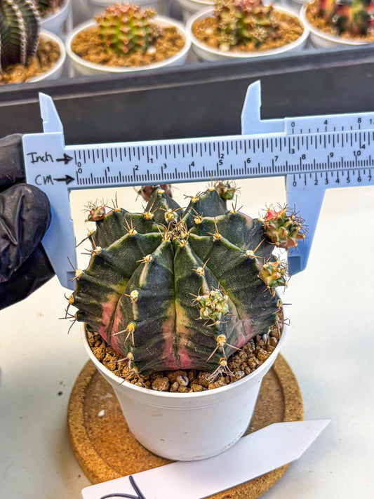 Gymnocalycium Bubble Gum (gy16) (02) | collectables
