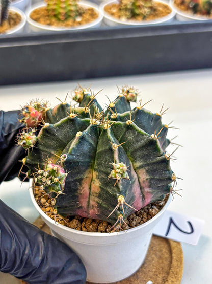 Gymnocalycium Bubble Gum (gy16) (02) | collectables