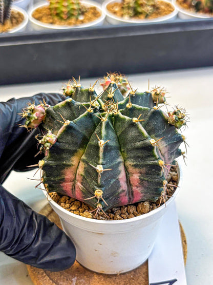 Gymnocalycium Bubble Gum (gy16) (02) | collectables