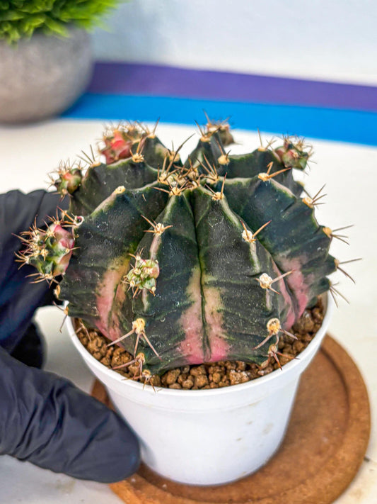 Gymnocalycium Bubble Gum (gy16) (02) | collectables