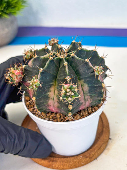 Gymnocalycium Bubble Gum (gy16) (02) | collectables