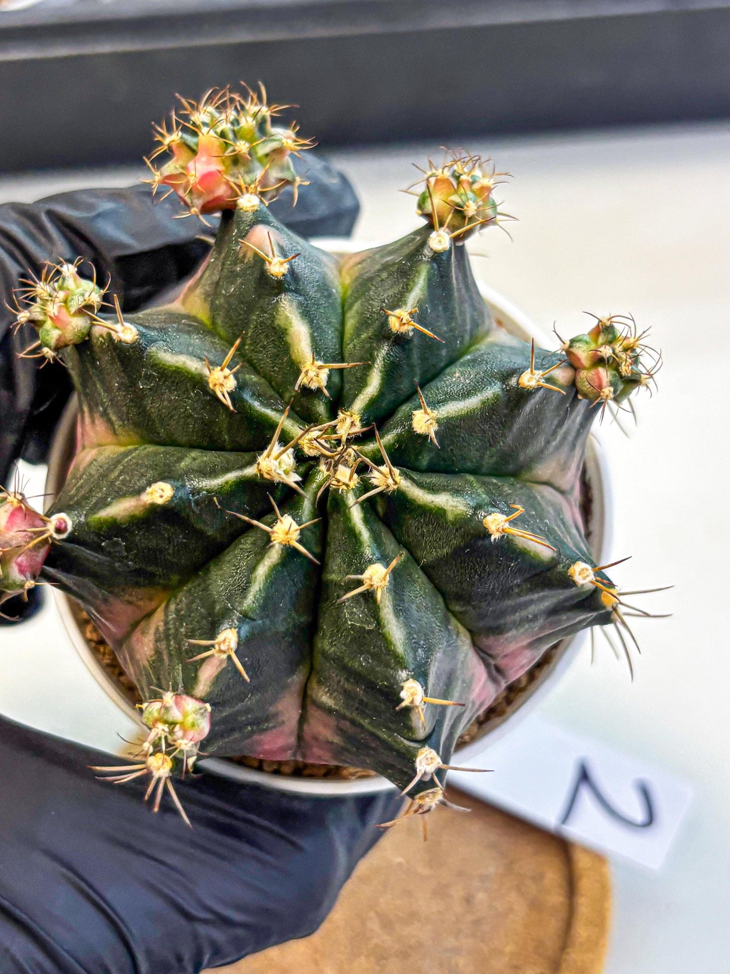 Gymnocalycium Bubble Gum (gy16) (02) | collectables