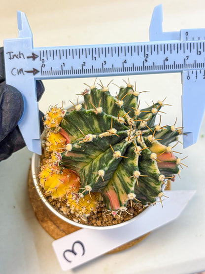Gymnocalycium Fantasia (gy16) (03) | collectables