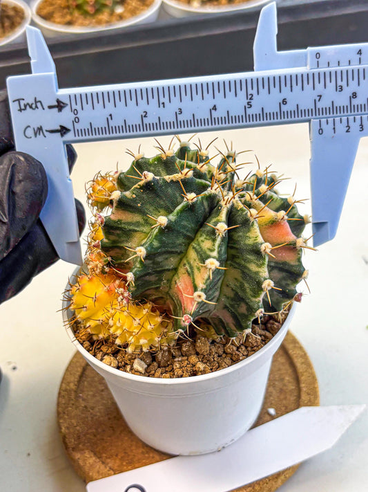 Gymnocalycium Fantasia (gy16) (03) | collectables
