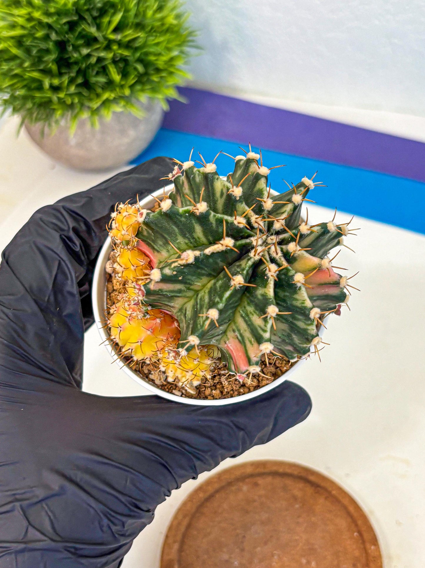 Gymnocalycium Fantasia (gy16) (03) | collectables