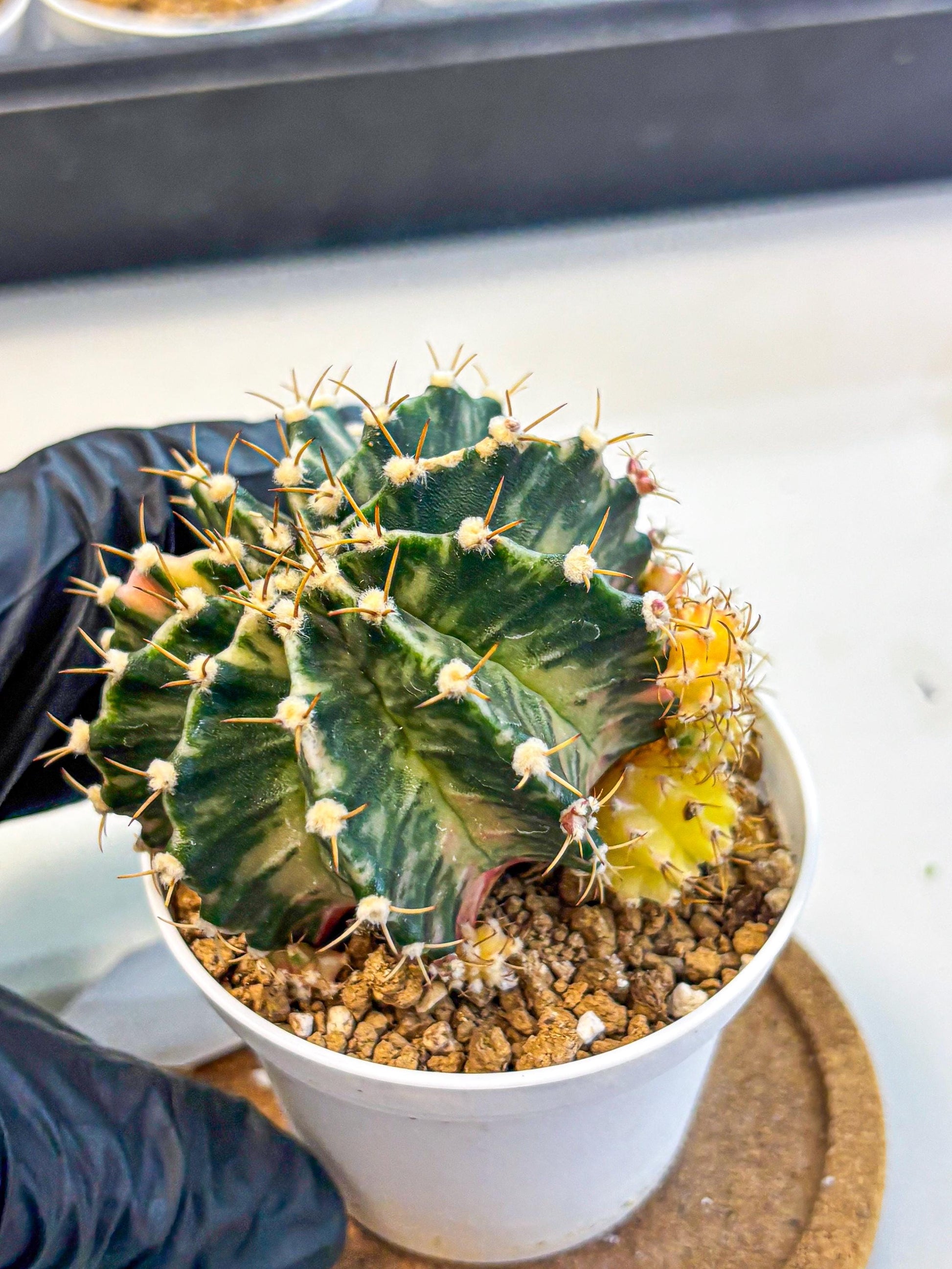 Gymnocalycium Fantasia (gy16) (03) | collectables