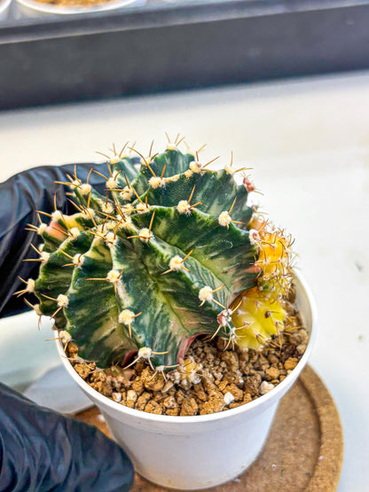 Gymnocalycium Fantasia (gy16) (03) | collectables