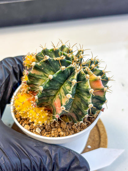 Gymnocalycium Fantasia (gy16) (03) | collectables