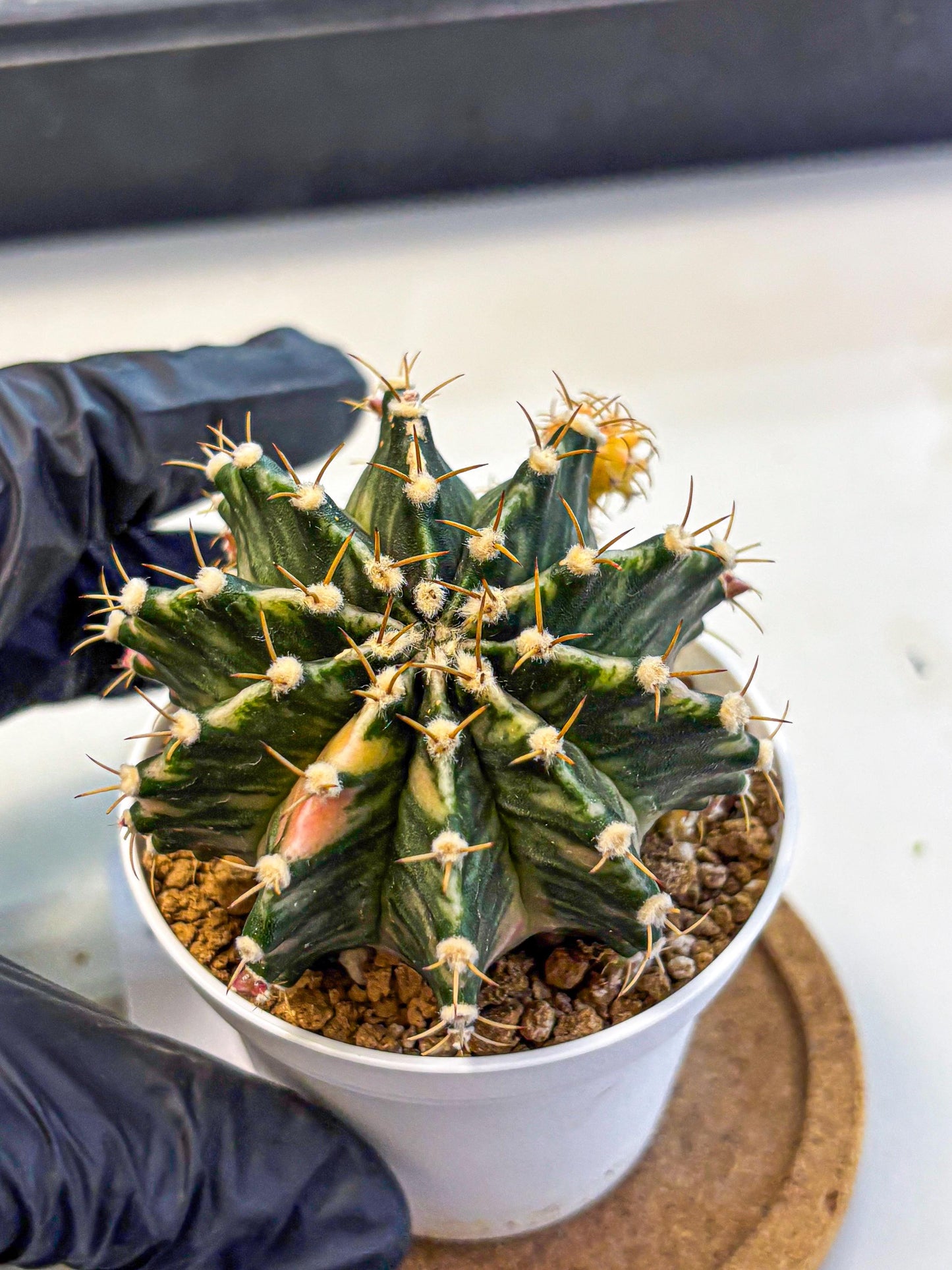 Gymnocalycium Fantasia (gy16) (03) | collectables