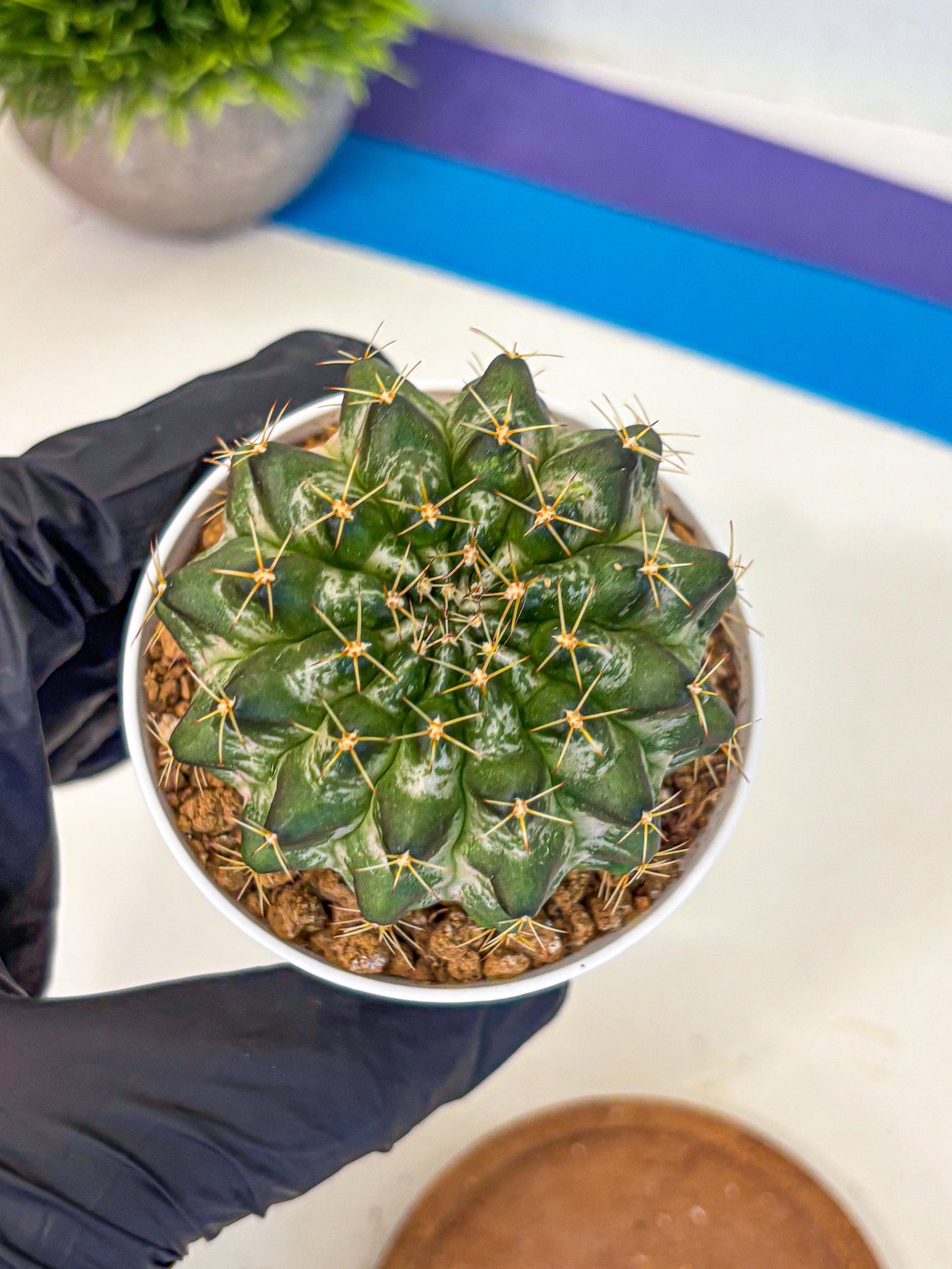 Gymnocalycium Marble (gy16) (04) | collectables