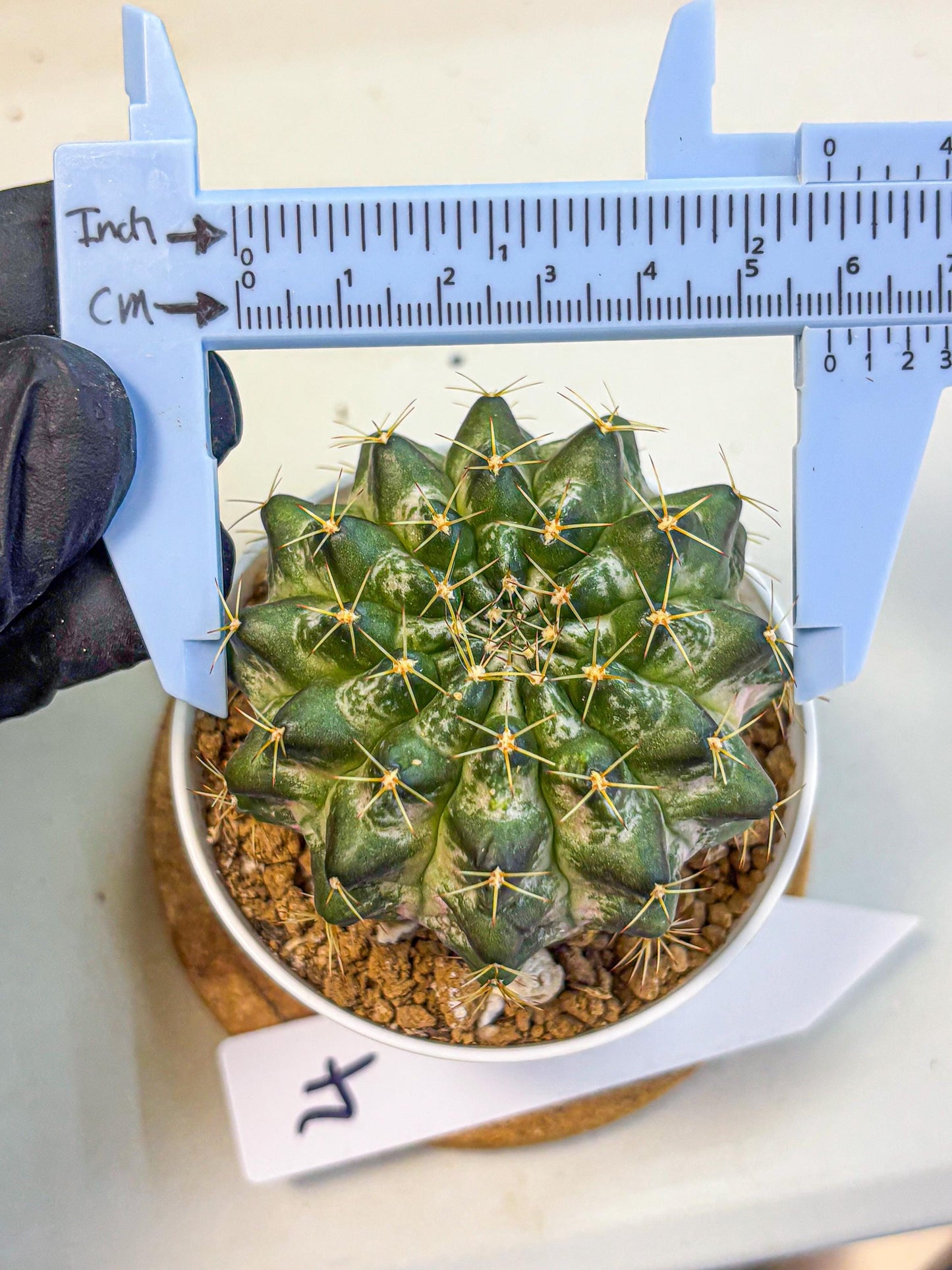Gymnocalycium Marble (gy16) (04) | collectables