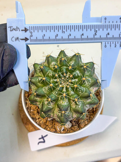 Gymnocalycium Marble (gy16) (04) | collectables