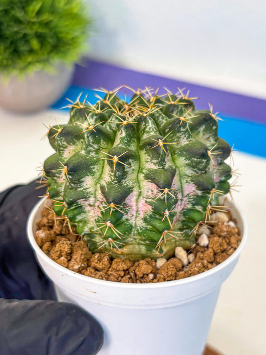 Gymnocalycium Marble (gy16) (04) | collectables