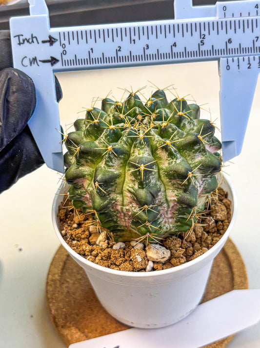 Gymnocalycium Marble (gy16) (04) | collectables