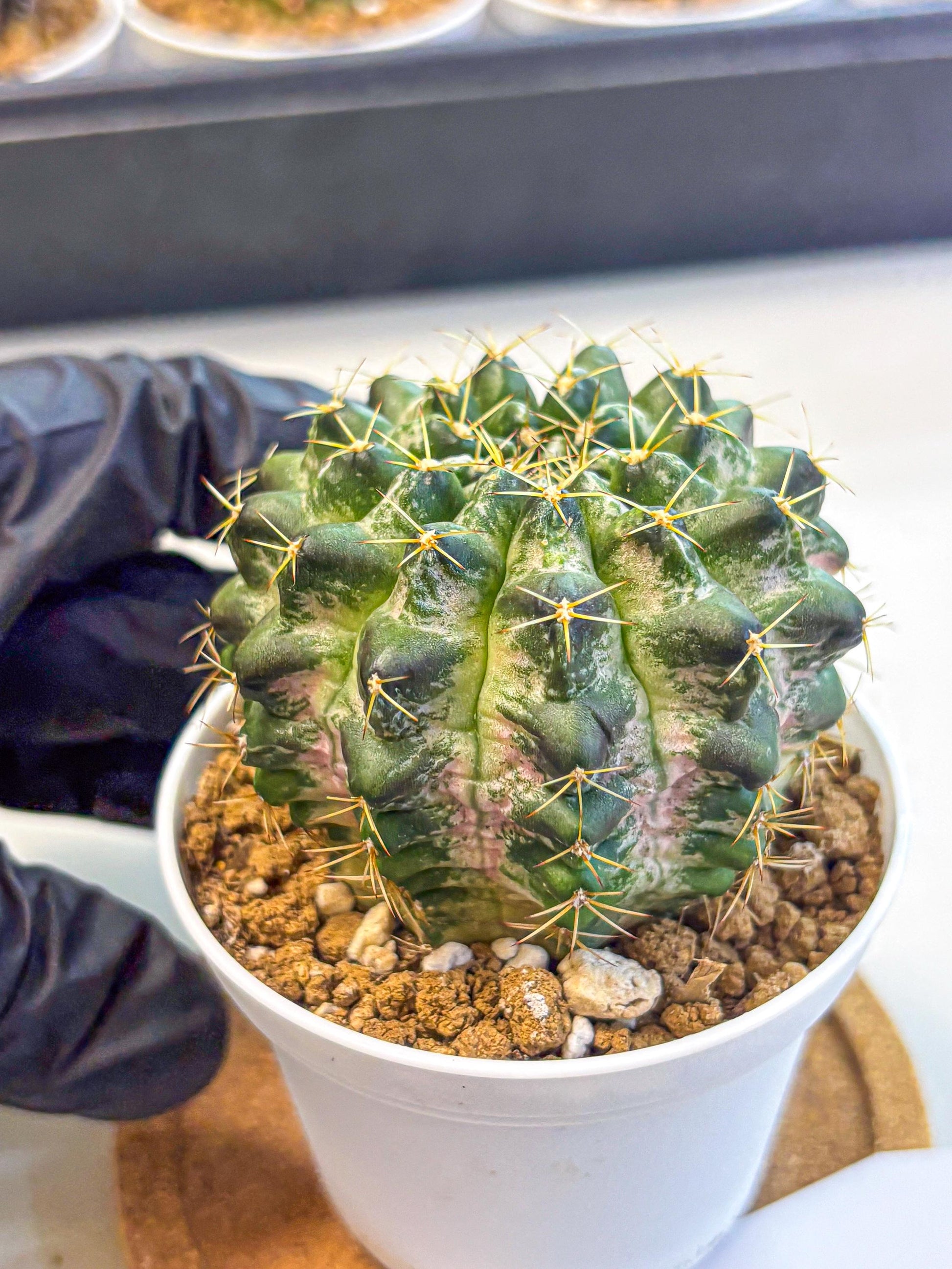 Gymnocalycium Marble (gy16) (04) | collectables