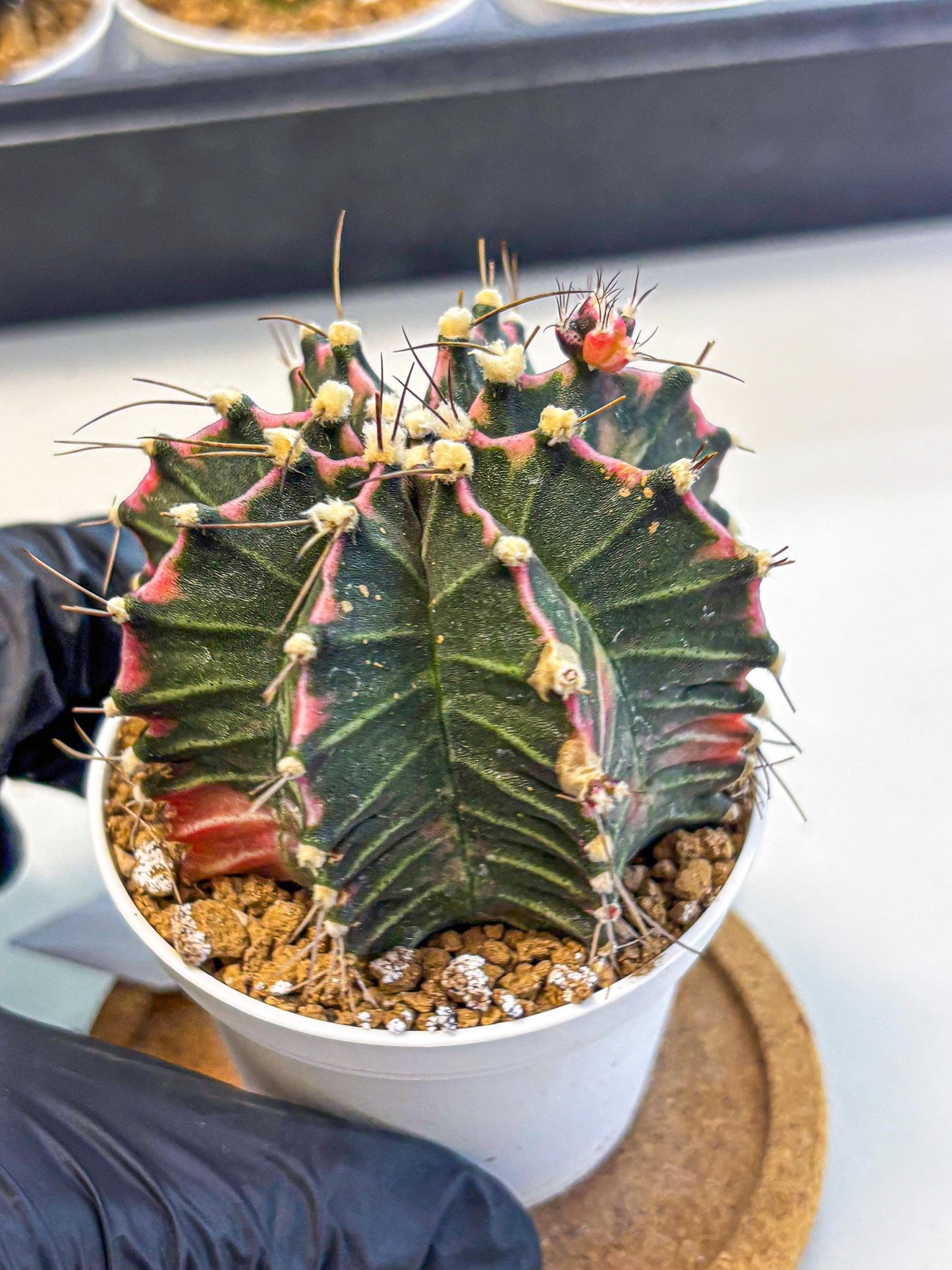 Gymnocalycium Cotton candy (gy16) (05) | collectables