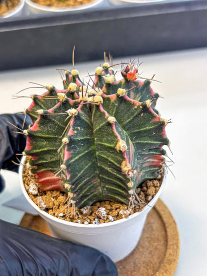 Gymnocalycium Cotton candy (gy16) (05) | collectables