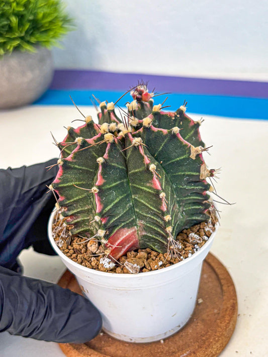 Gymnocalycium Cotton candy (gy16) (05) | collectables