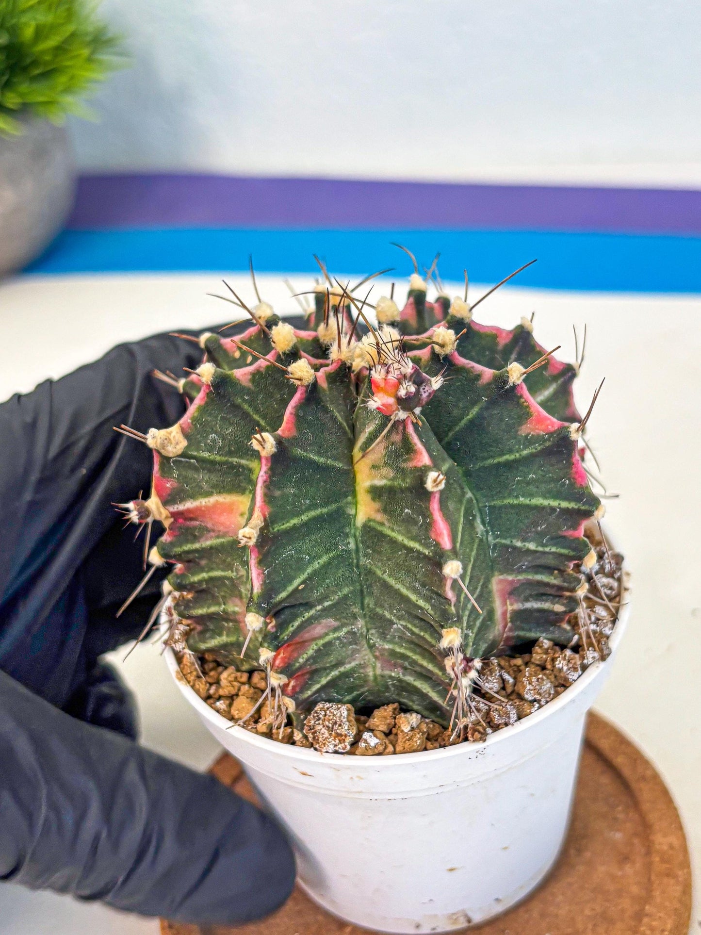 Gymnocalycium Cotton candy (gy16) (05) | collectables