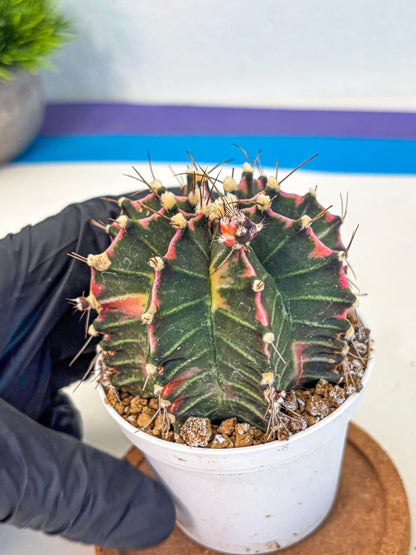 Gymnocalycium Cotton candy (gy16) (05) | collectables
