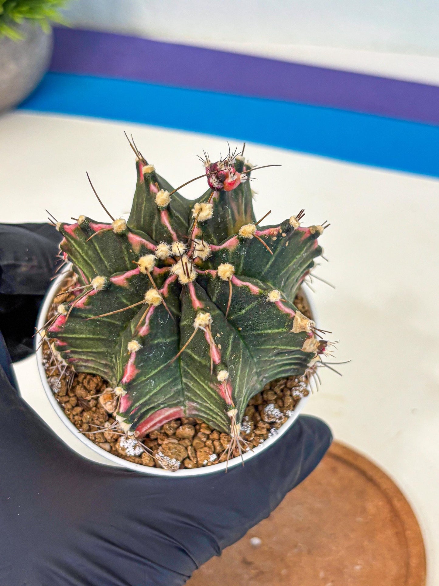 Gymnocalycium Cotton candy (gy16) (05) | collectables