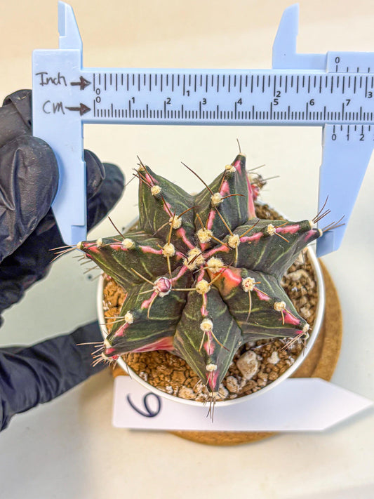 Gymnocalycium Cotton candy (gy16) (06) | collectables
