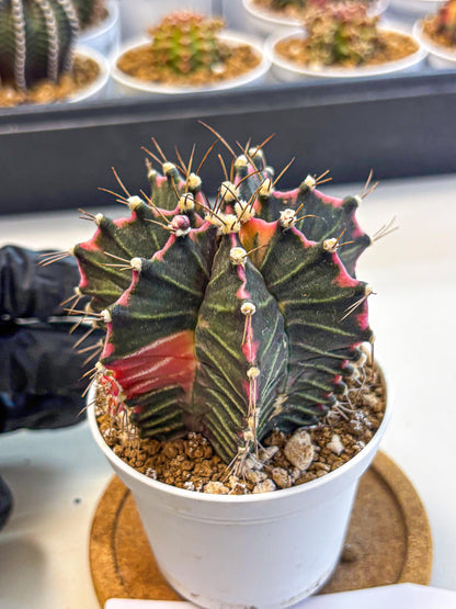 Gymnocalycium Cotton candy (gy16) (06) | collectables