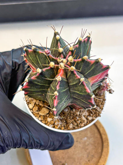 Gymnocalycium Cotton candy (gy16) (06) | collectables
