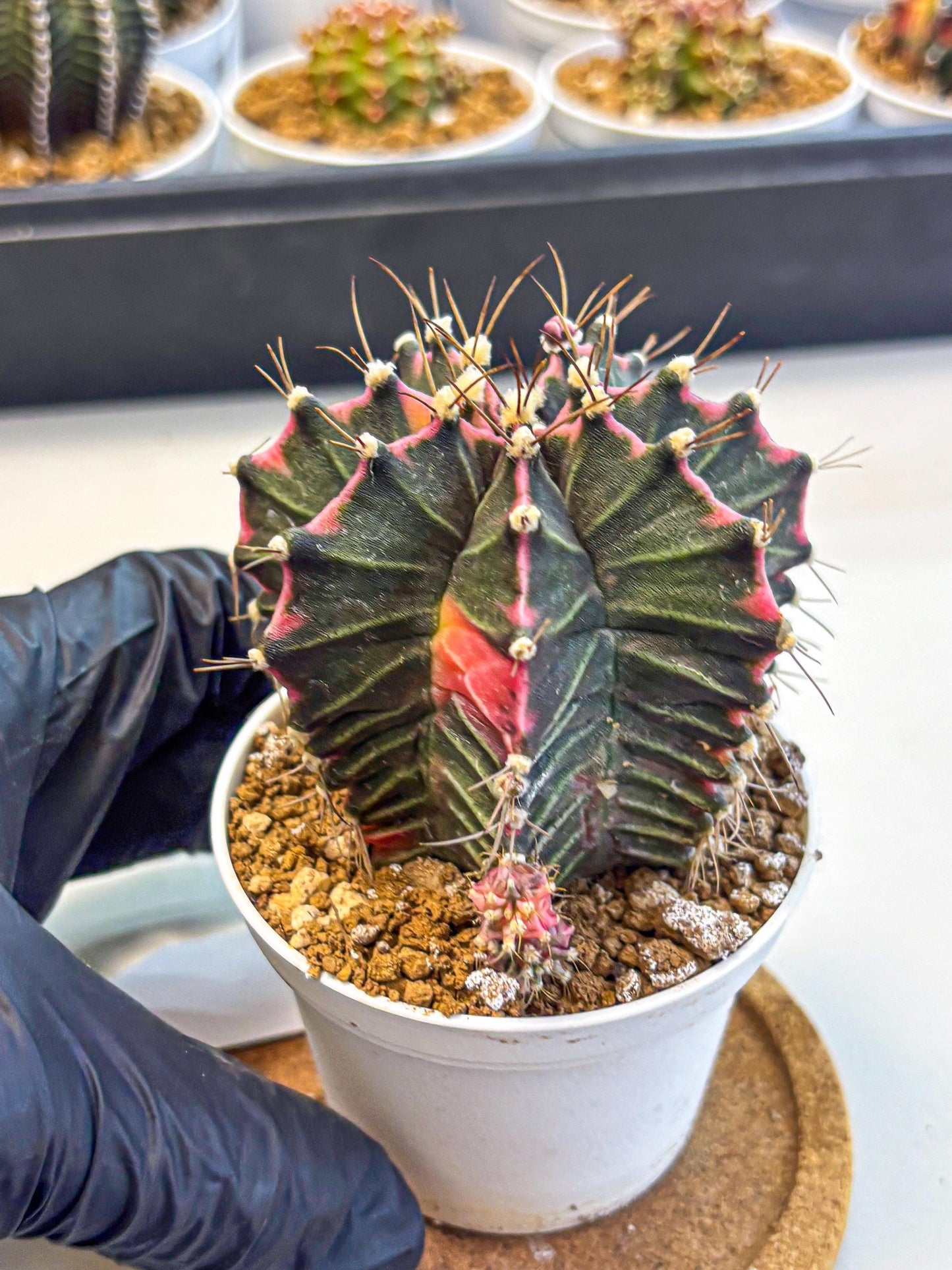 Gymnocalycium Cotton candy (gy16) (06) | collectables