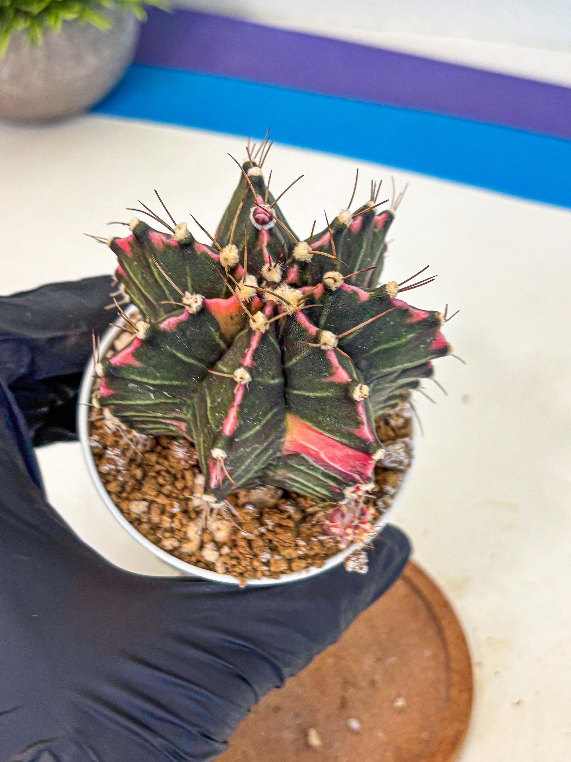 Gymnocalycium Cotton candy (gy16) (06) | collectables