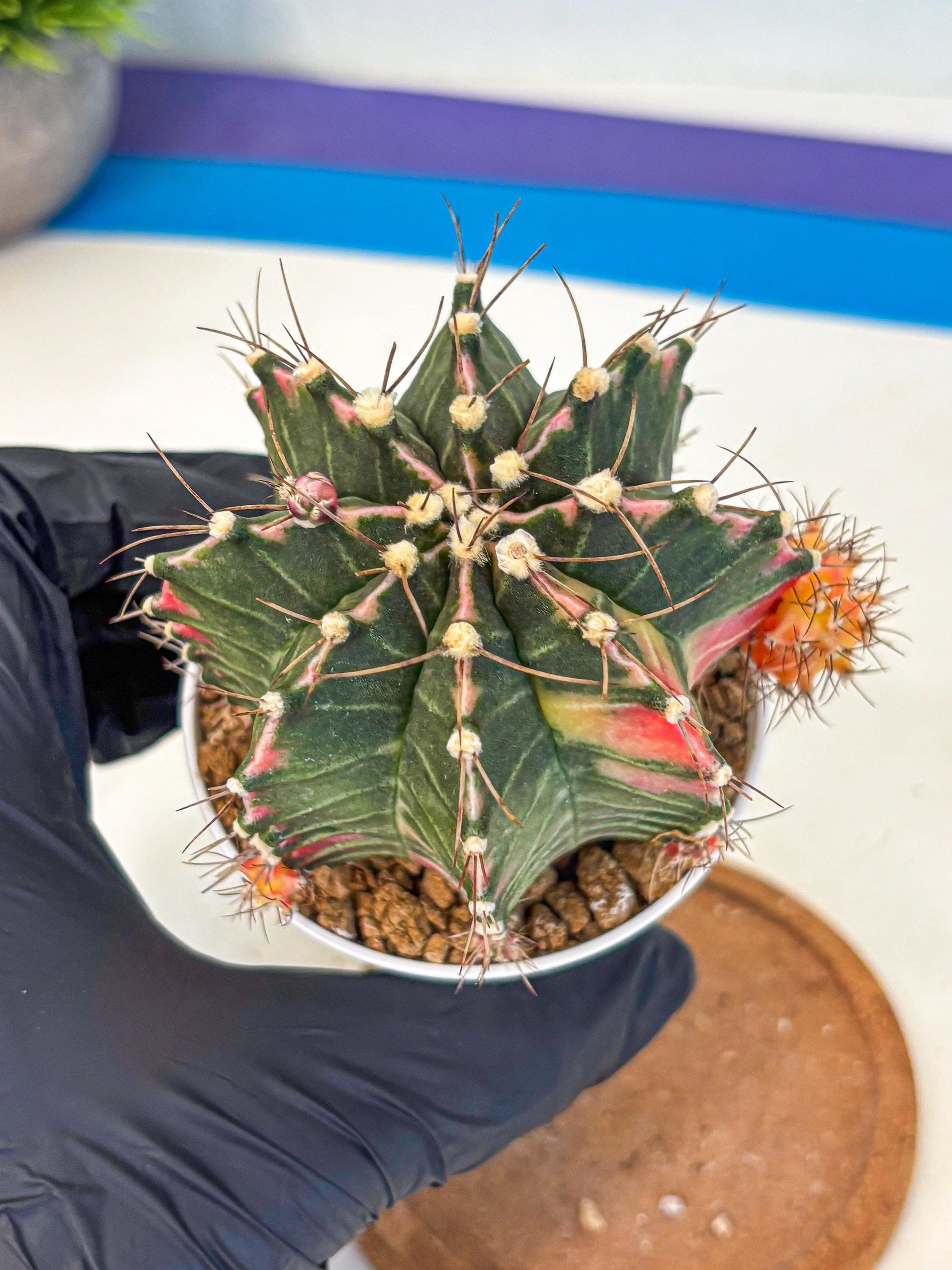 Gymnocalycium Cotton candy (gy16) (07) | collectables