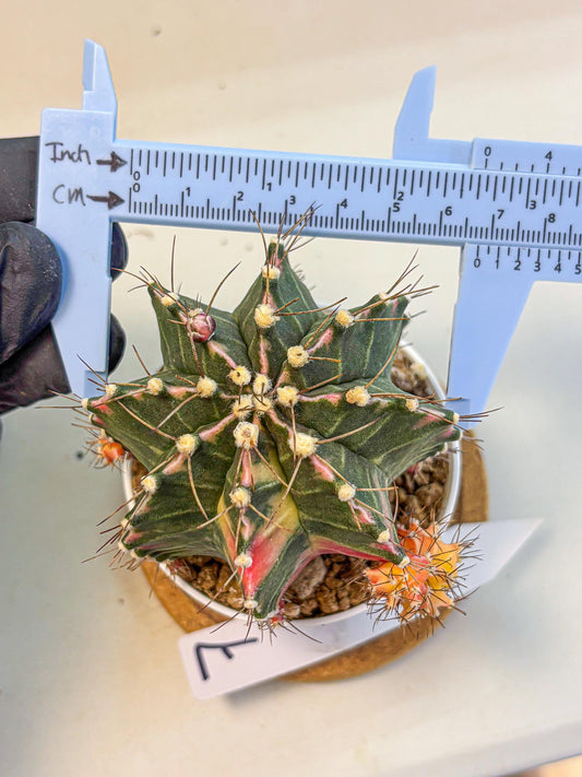 Gymnocalycium Cotton candy (gy16) (07) | collectables