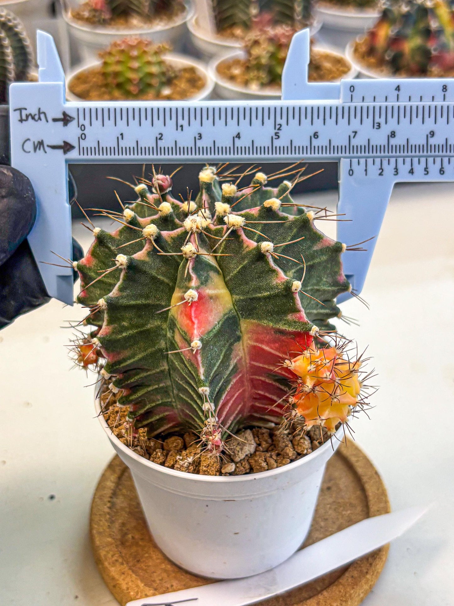 Gymnocalycium Cotton candy (gy16) (07) | collectables