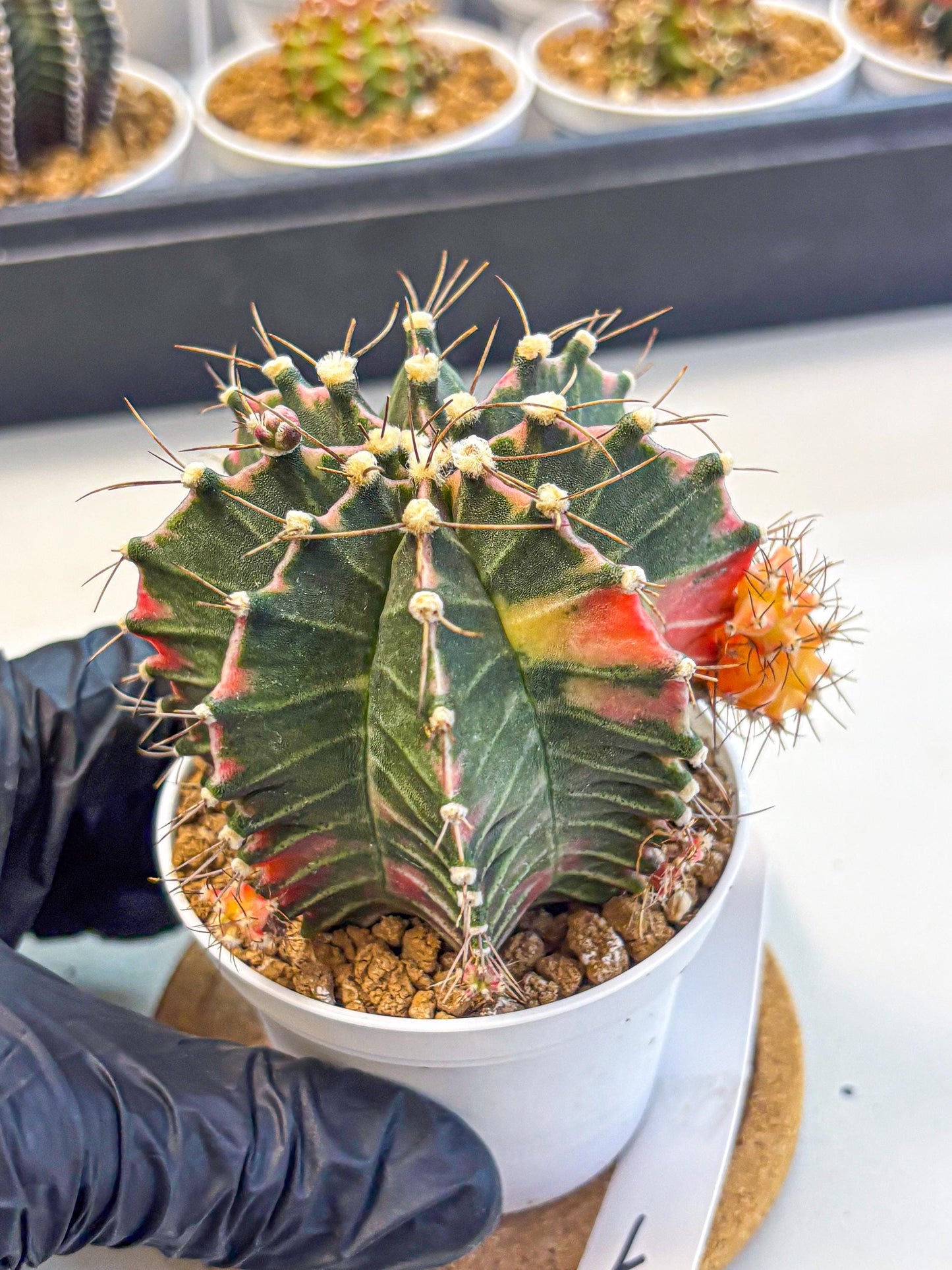 Gymnocalycium Cotton candy (gy16) (07) | collectables