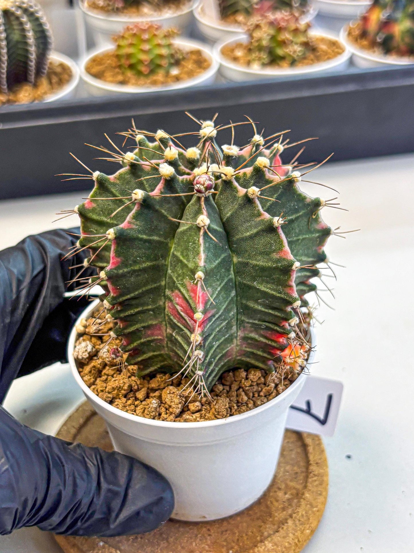 Gymnocalycium Cotton candy (gy16) (07) | collectables