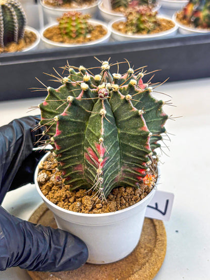 Gymnocalycium Cotton candy (gy16) (07) | collectables