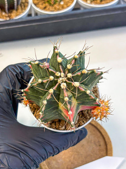 Gymnocalycium Cotton candy (gy16) (07) | collectables