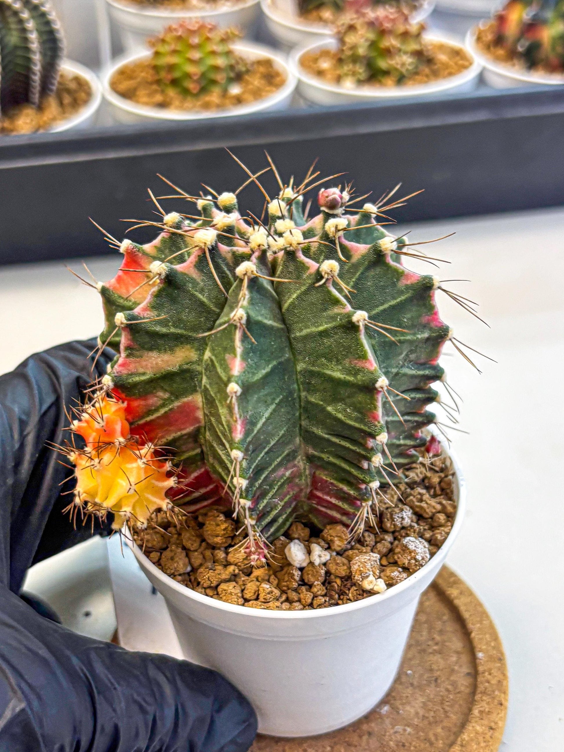 Gymnocalycium Cotton candy (gy16) (07) | collectables