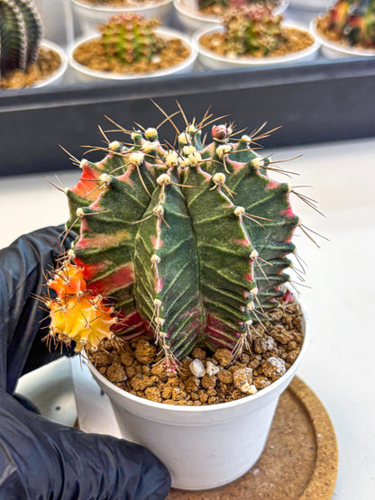 Gymnocalycium Cotton candy (gy16) (07) | collectables